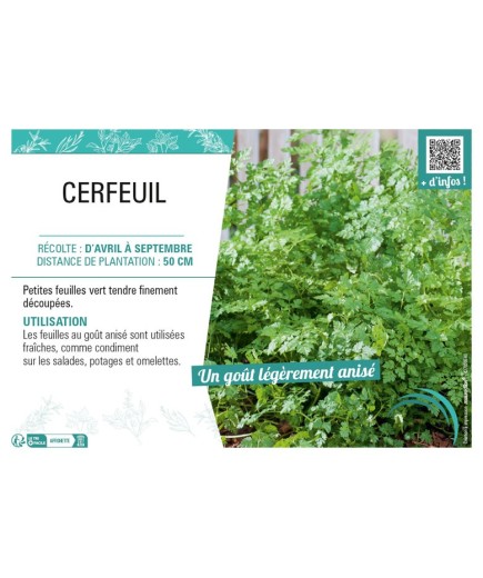 CERFEUIL