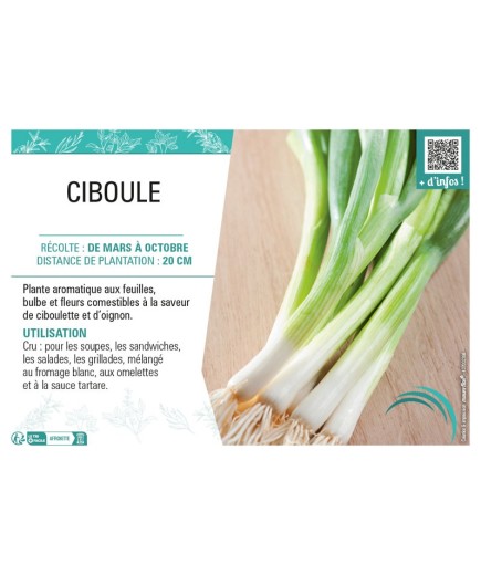 CIBOULE (VIVACE)