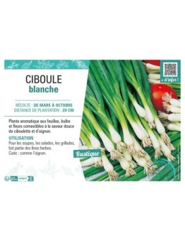 CIBOULE BLANCHE