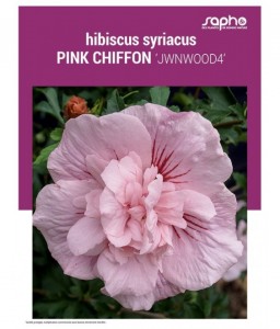 HIBISCUS SYRIACUS "Pink Chiffon"