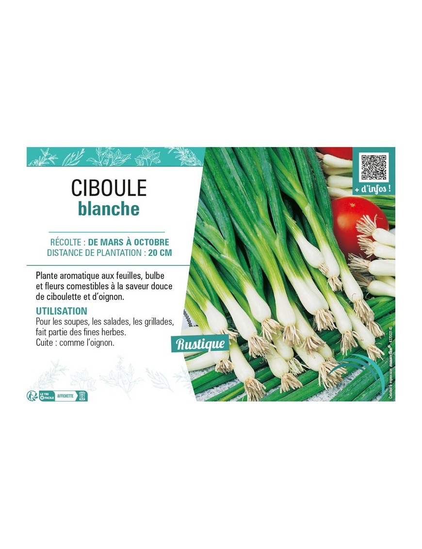 CIBOULE BLANCHE