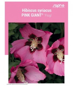 HIBISCUS SYRIACUS "Pink Giant®"