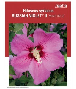 HIBISCUS SYRIACUS "Russian Violet® II"