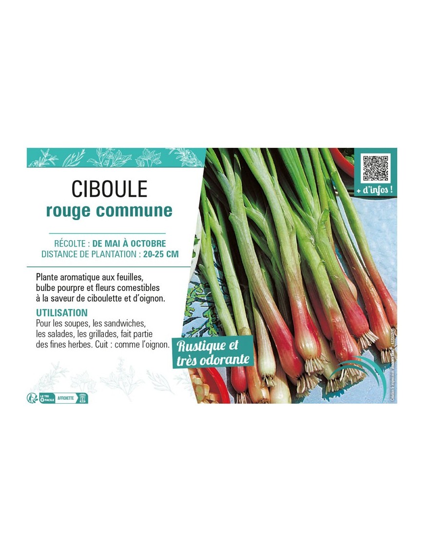 CIBOULE ROUGE COMMUNE