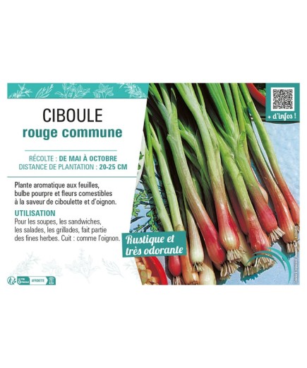CIBOULE ROUGE COMMUNE
