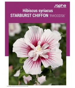 HIBISCUS SYRIACUS "Starburst Chiffon"