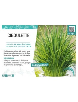 CIBOULETTE