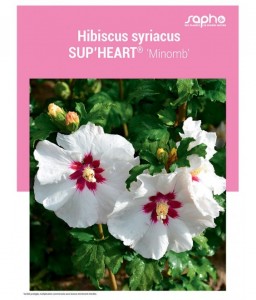 HIBISCUS SYRIACUS "Sup'Heart®"