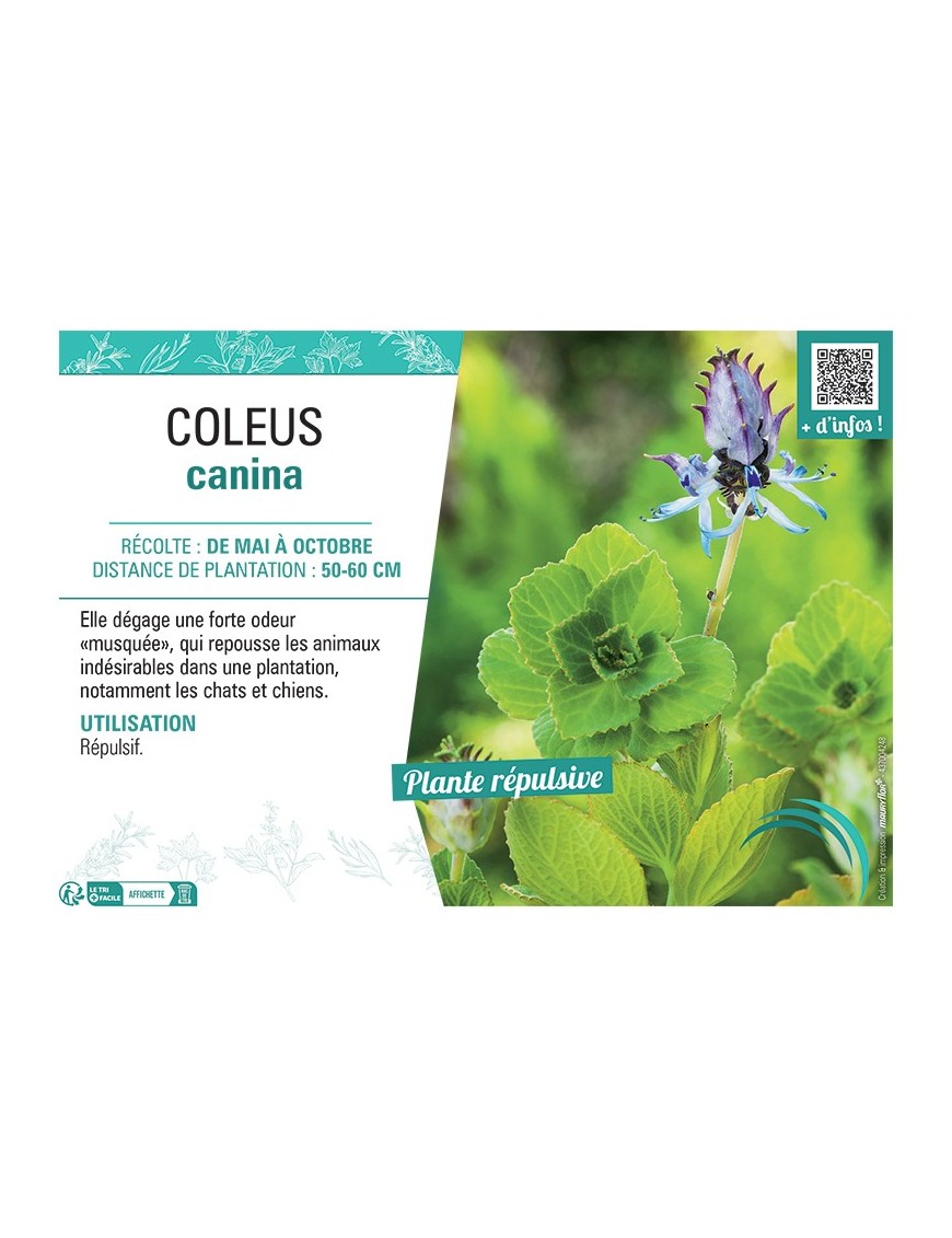 COLEUS CANINA