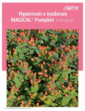 HYPERICUM X INODORUM "Magical® Pumpkin"