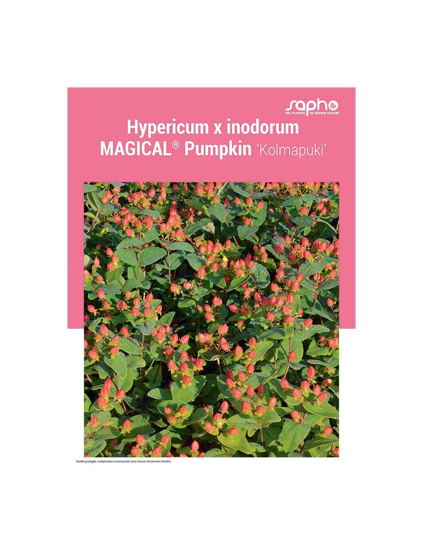 HYPERICUM X INODORUM "Magical® Pumpkin"
