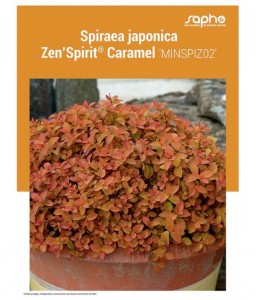SPIRAEA JAPONICA "Zen'Spirit® Caramel"