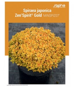 SPIRAEA JAPONICA "Zen'Spirit® Gold"