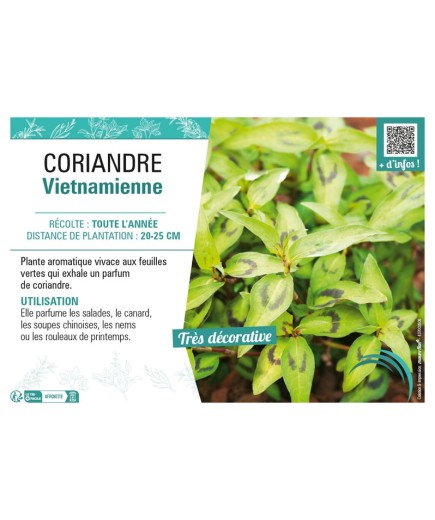 CORIANDRE VIETNAMIENNE