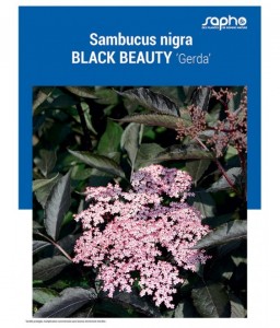 SAMBUCUS NIGRA "Black Beauty"