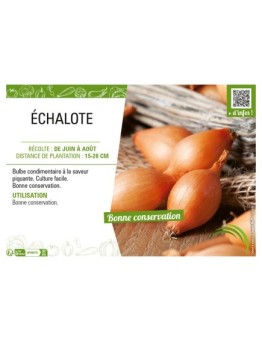 ÉCHALOTE