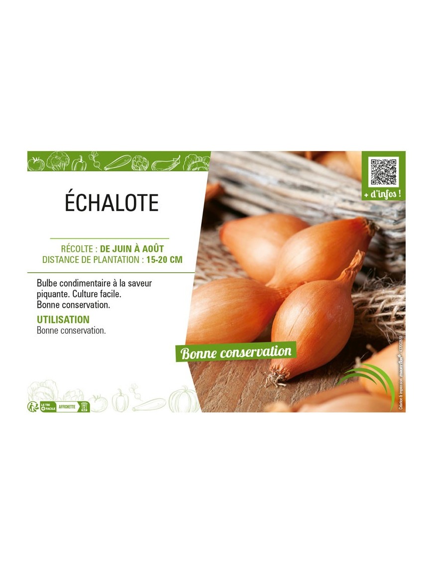 ÉCHALOTE