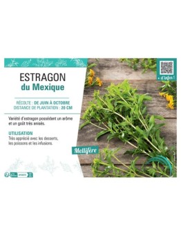 ESTRAGON DU Mexique