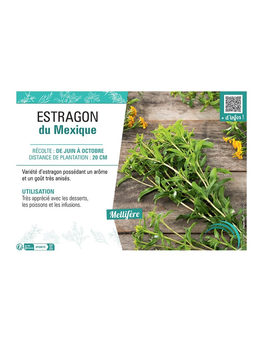 ESTRAGON DU Mexique