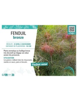 FENOUIL BRONZE