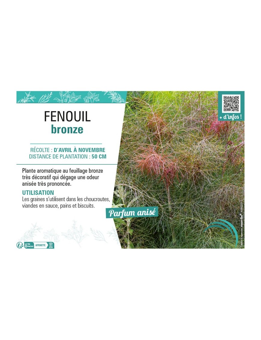 FENOUIL BRONZE