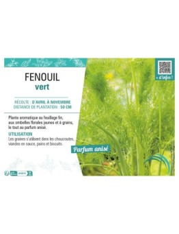FENOUIL VERT