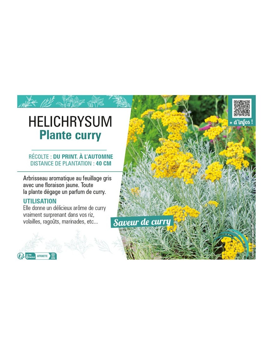 HELICHRYSUM PLANTE CURRY