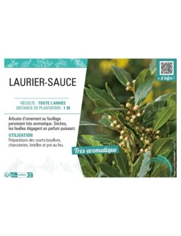 LAURIER-SAUCE