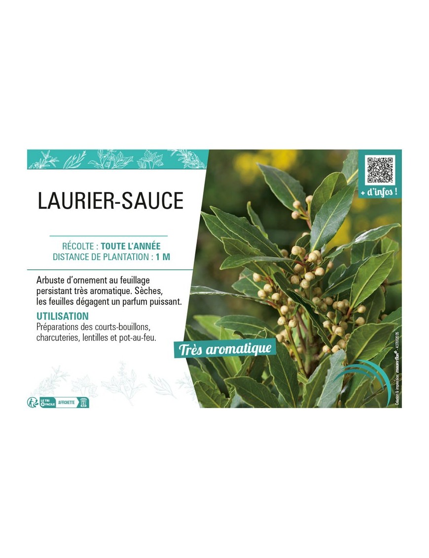 LAURIER-SAUCE