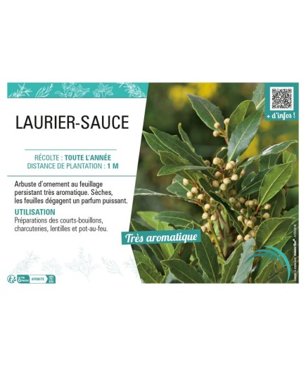 LAURIER-SAUCE