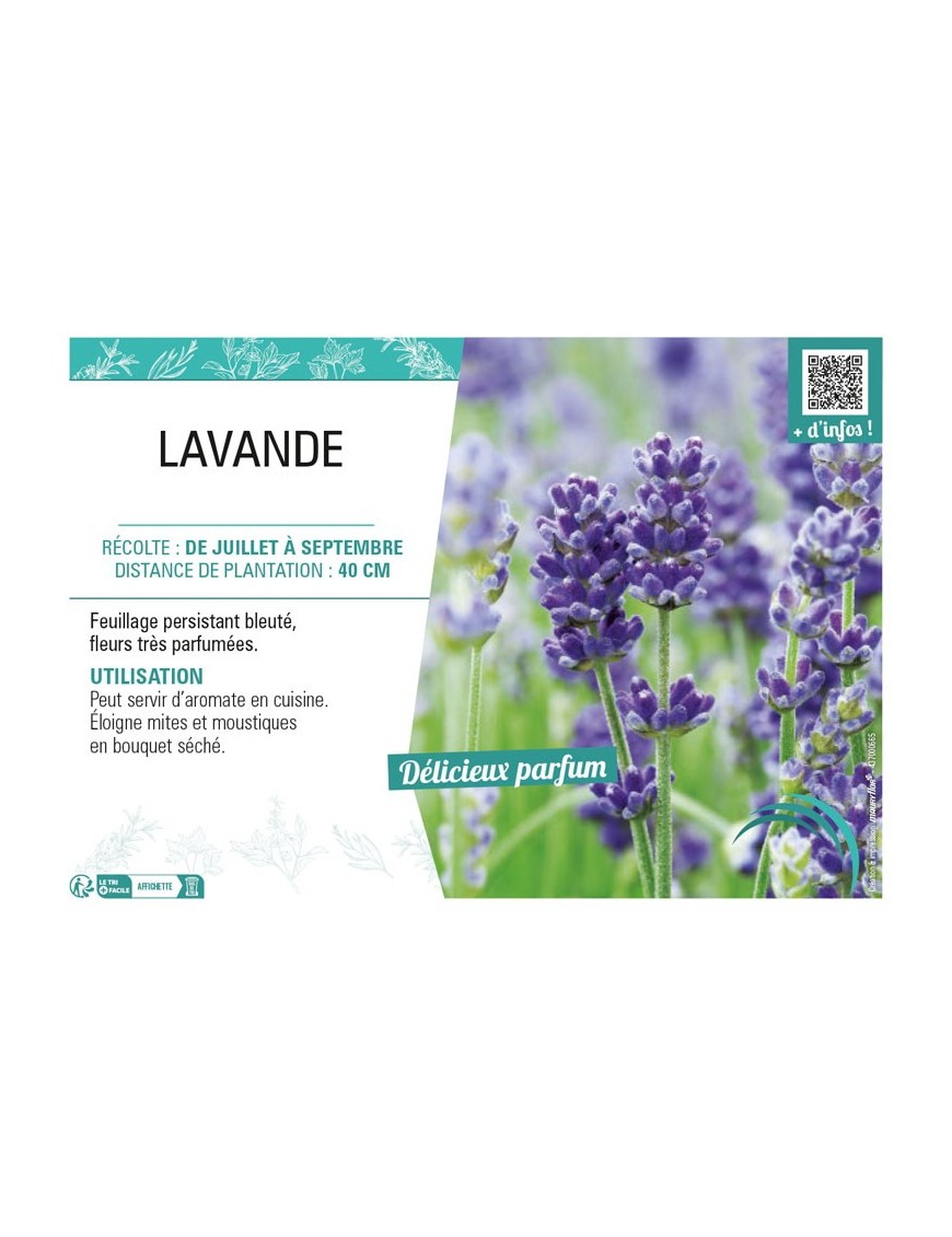 LAVANDULA voir LAVANDE