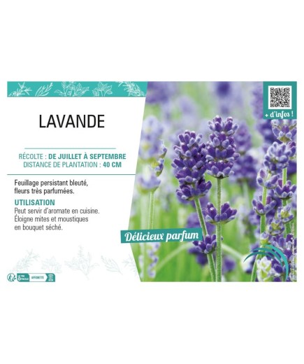 LAVANDULA voir LAVANDE