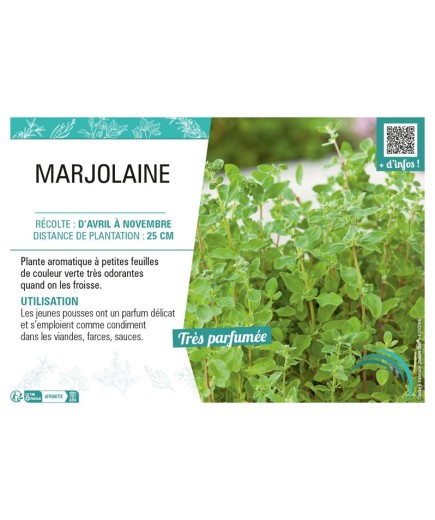 MARJOLAINE
