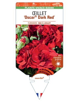 DIANTHUS deltoides Oscar® Dark Red voir Œillet