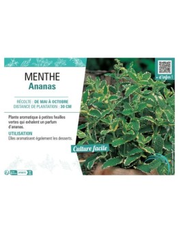 MENTHE ANANAS