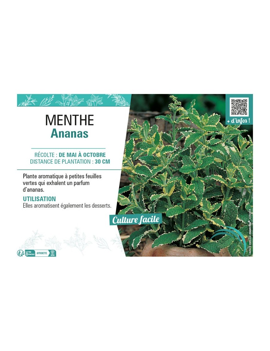 MENTHE ANANAS