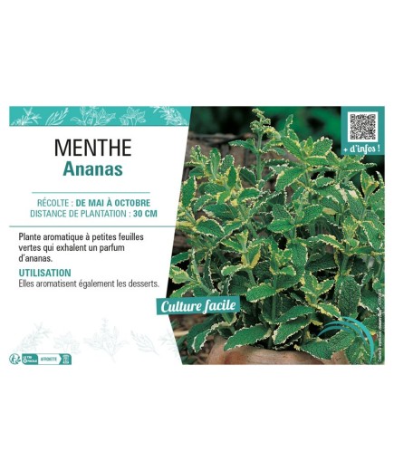 MENTHE ANANAS