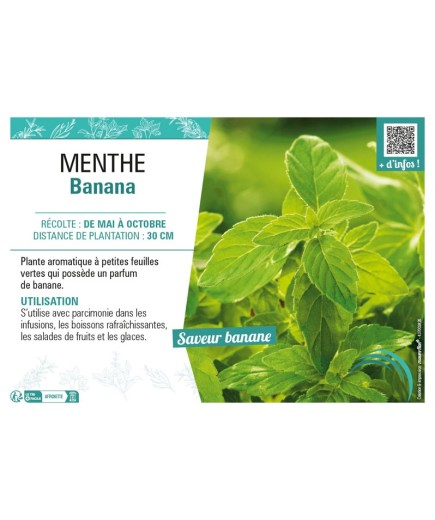 MENTHE BANANA