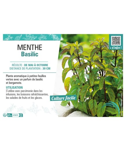 MENTHE BASILIC