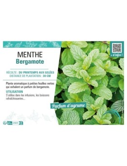 MENTHE BERGAMOTE