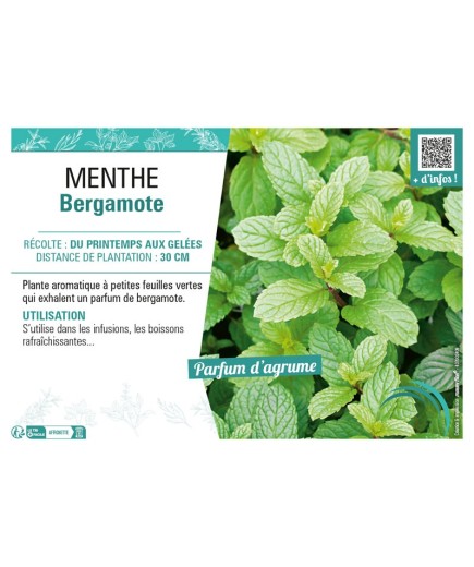 MENTHE BERGAMOTE