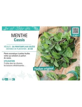 MENTHE CASSIS