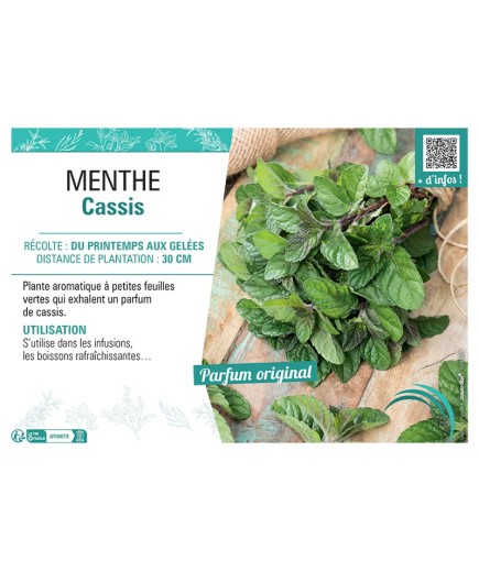 MENTHE CASSIS