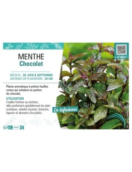 MENTHE CHOCOLAT