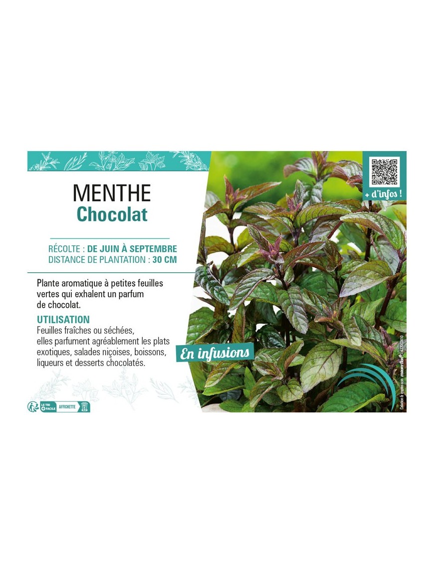 MENTHE CHOCOLAT