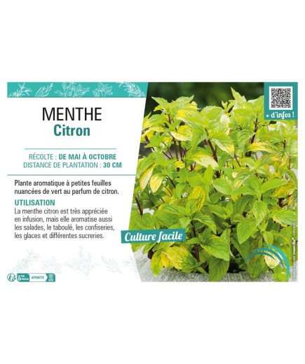 MENTHE CITRON
