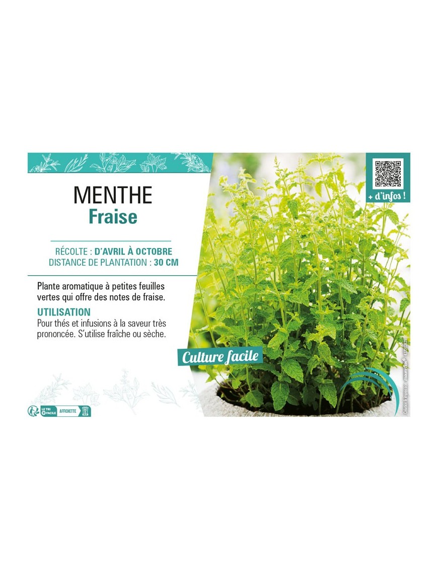 MENTHE FRAISE