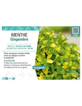 MENTHE GINGEMBRE