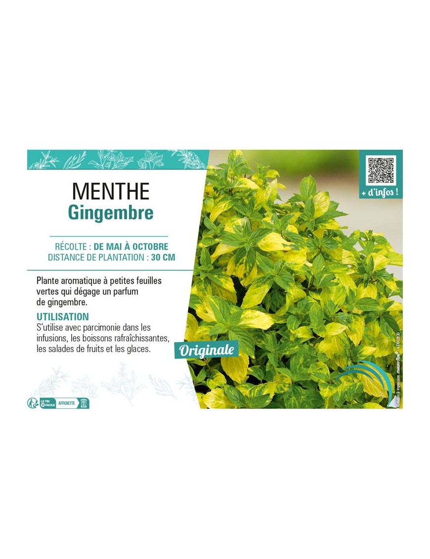MENTHE GINGEMBRE