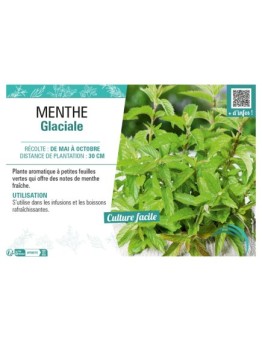 MENTHE GLACIALE